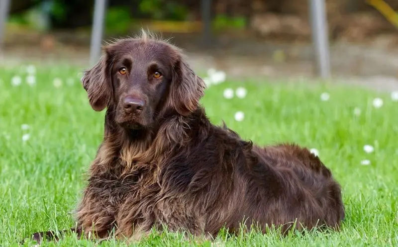 martina flocken spondylose beim hund die wichtigsten fakten zur erkrankung