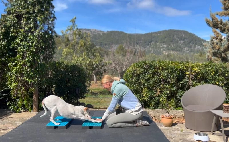 zwei übungen aus dem hundefitness training, die deinem hund bei spondylose helfen