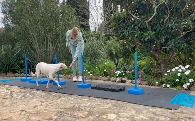 Diese zwei Übungen helfen deinem Hund bei Hüftdysplasie