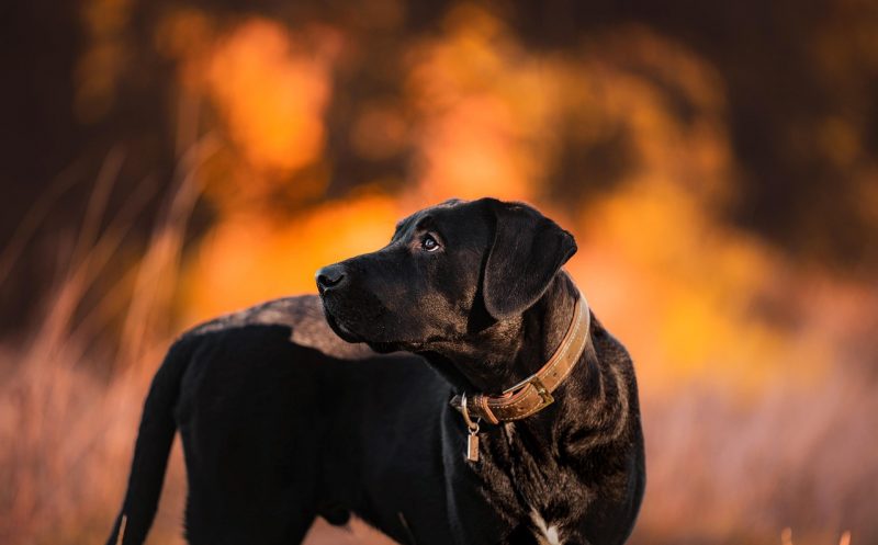 martina flocken - doggy fitness - hüftdysplasie was bedeutet es für deinen vierbeiner - hundephysio - hundefitness