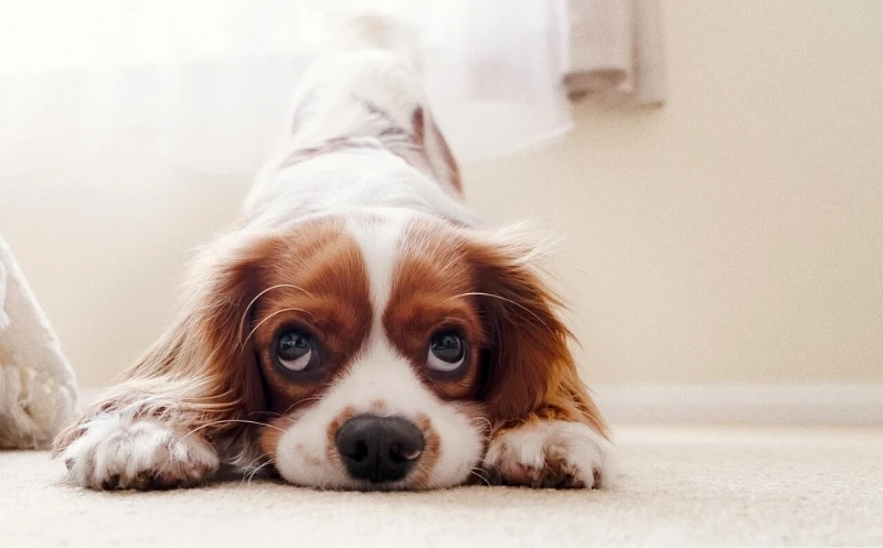 martina flocken - doggy fitness - bandscheibenvorfall beim hund 2 aktive Übungen - hundephysio - hundefitness