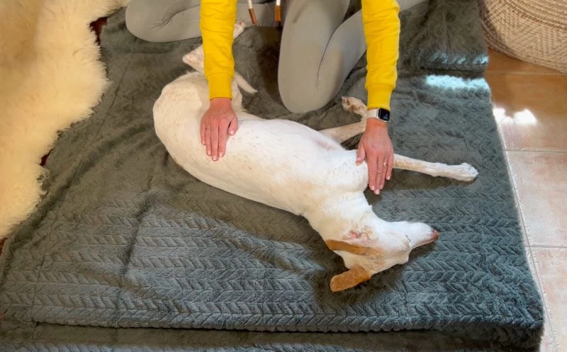 Massage beim Hund – mehr als nur Wellness