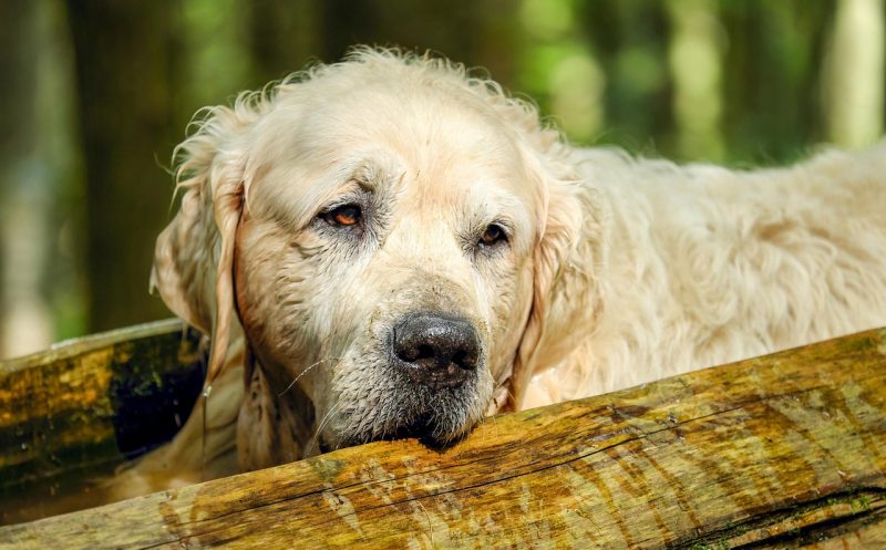 martina flocken - Cauda Equina Compressions Syndrom beim Hund erkennen - hundephysio - hundefitness