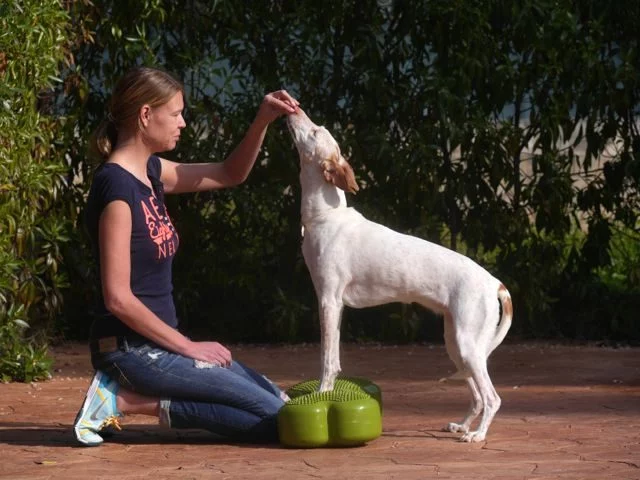 Diagnose OCD – zwei Übungen, die die Reha unterstützen