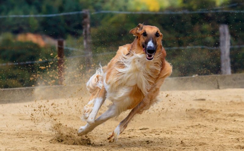 Martina Flocken - Aktives Warm Up beim Hund – so geht’s richtig - Hundephysio - Hundefitness
