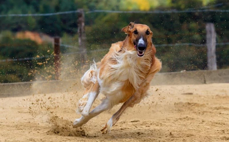 So geht aktives Warm Up beim Hund – Teil 2