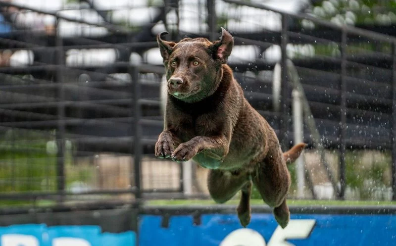Wirkungsvolles Cool Down beim Sporthund
