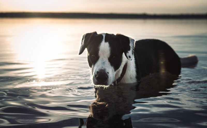 martina flocken - fit und gesund im kühlen nass schwimmen und wassertreten - hundephysio - hundefitness