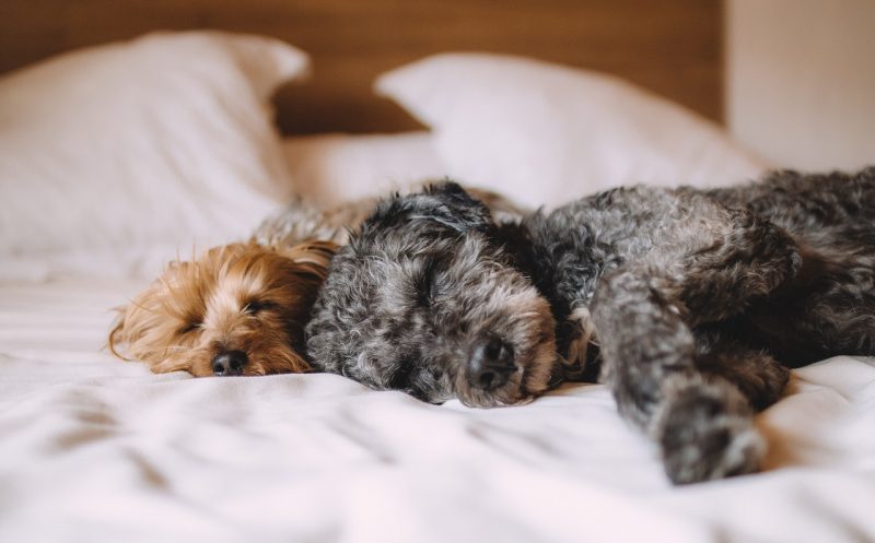 Martina Flocken - Gelenkproblemen beim Hund vorbeugen – Tipps von DoggyFitness - Hundefitness - Hundephysio