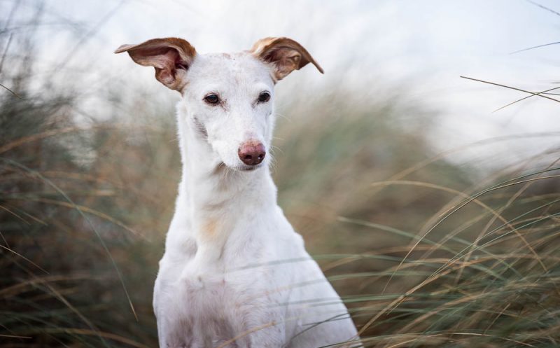martina flocken - doggy fitness - hundephysio - hundefitness - 11 wertvolle tipps so führt dein hund trotz spondylose ein tolles leben