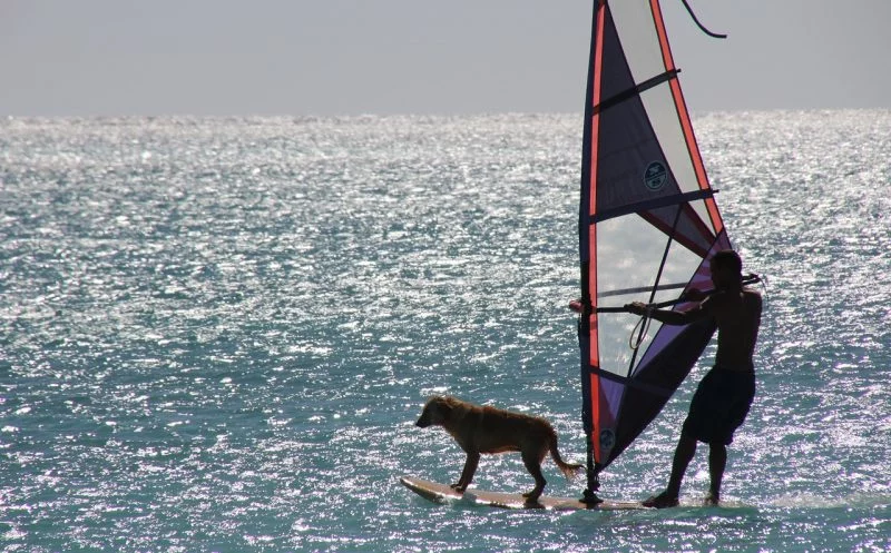 5 geniale Übungen – so kommt dein Hund fit durch den Sommer