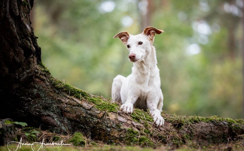 martina flocken - doggy fitness - bandscheibenvorfall beim hund was bedeutet das für deinen vierbeiner - hundephysio - hundefitness