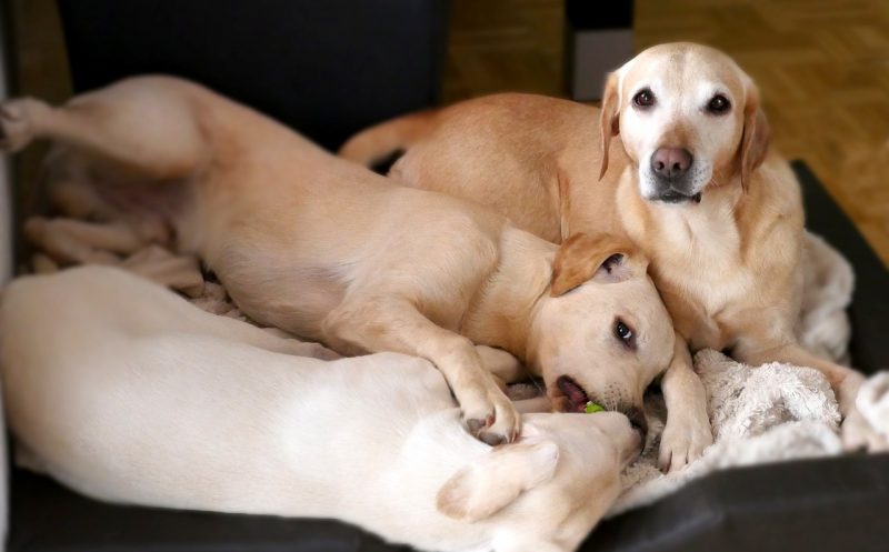 Der richtige Schlafplatz für deinen Hund – DAS solltest du unbedingt beachten!