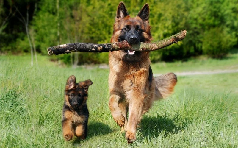 diese acht punkte zeigen dir, das dein hund gesund ist