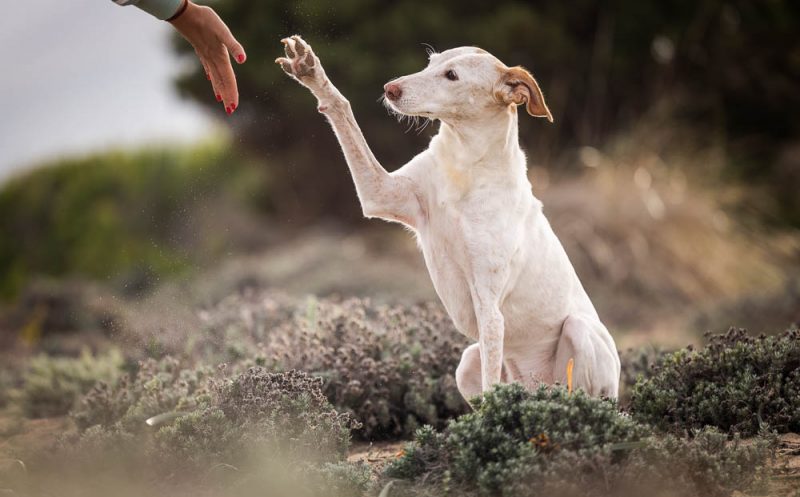 martina flocken - hundefitness - hundephysio - gelenkerkrankungen beim hund 5 tipps die ihm sofort helfen