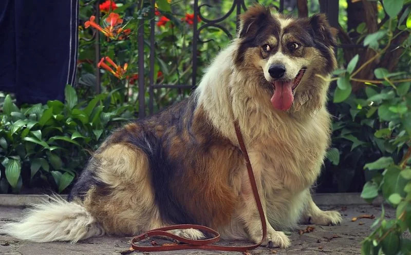 Wie wird dein Hund dick? – die fatalen Folgen von Übergewicht beim Hund