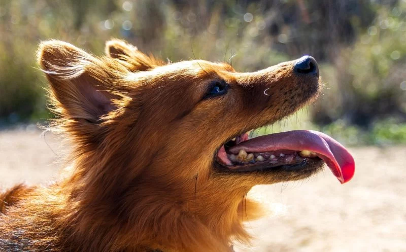 21 Punkte die dir verraten, ob dein Hund Schmerzen hat!