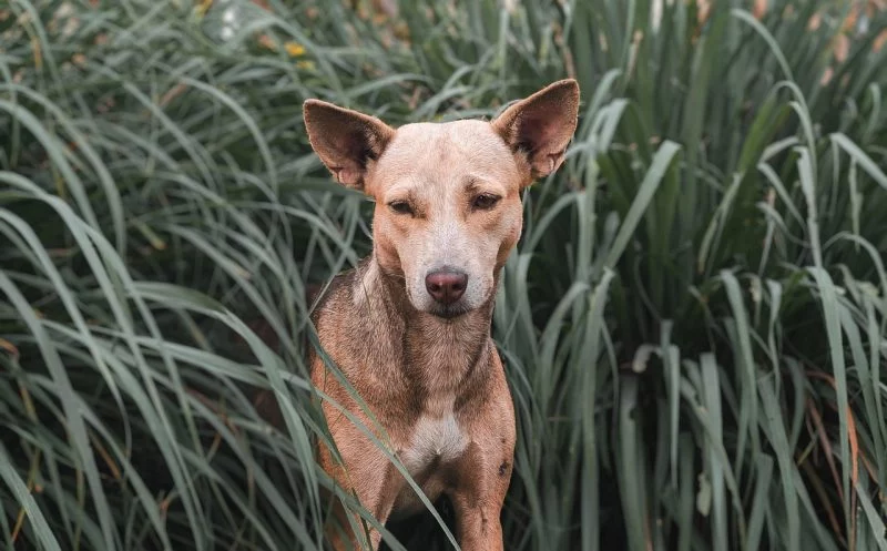 Die 15 wichtigsten Symptome für Spondylose beim Hund