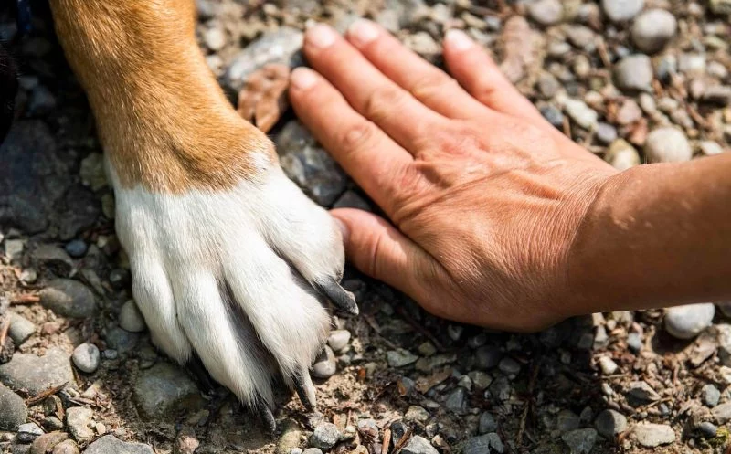 Krallenschneiden beim Hund – So gehts richtig