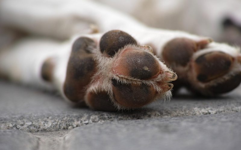 Schlechte Krallenpflege beim Hund – Gefahr für Gelenke und Haltung