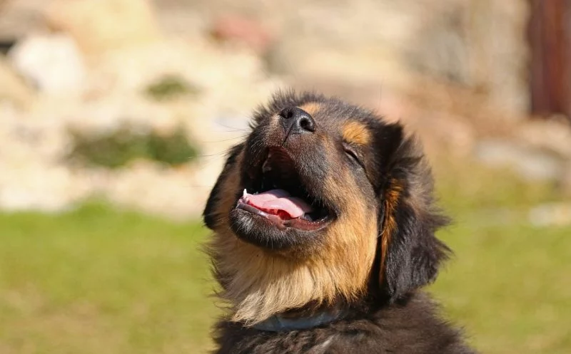 Schmerzfrei mit Wärme – so linderst du Schmerzen bei deinem Hund