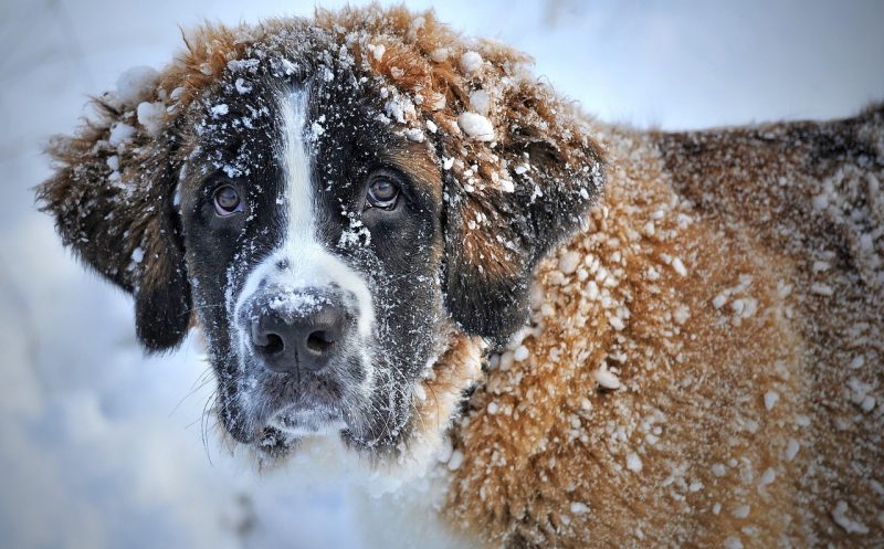 So kommt dein Hund beschwerdefrei durch den Winter