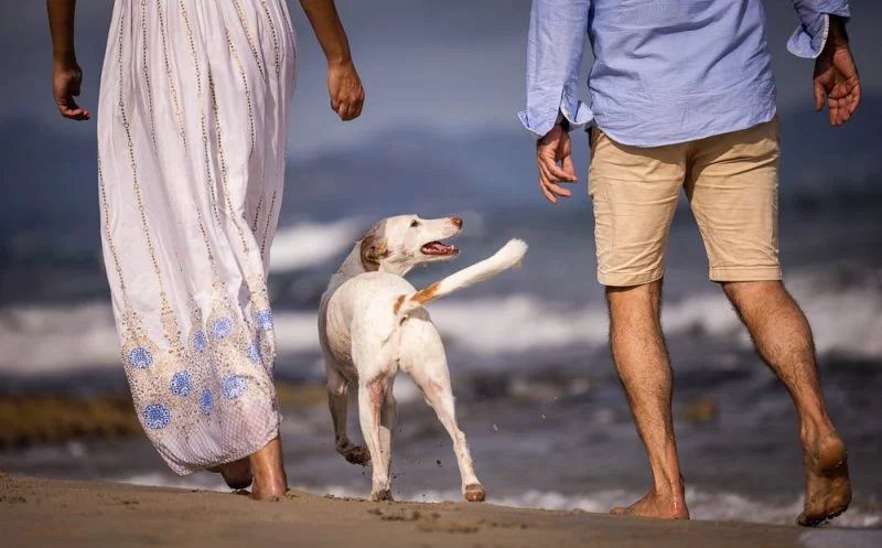 Spaziergehen mit deinem Seniorhund – so bewegst du deinen Hund richtig