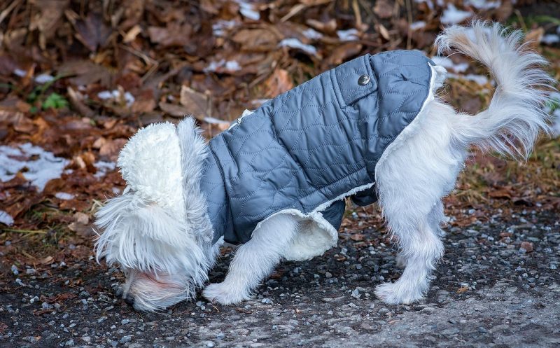 Hundemantel – wann er unverzichtbar ist und wie er deinem Hund hilft