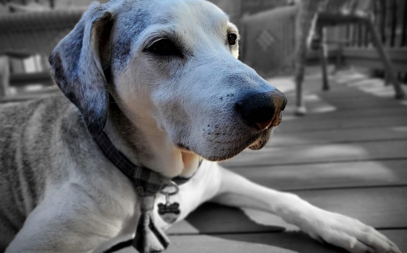 Pfotenschleifen beim Hund – Ursachen und Behandlungsmöglichkeiten