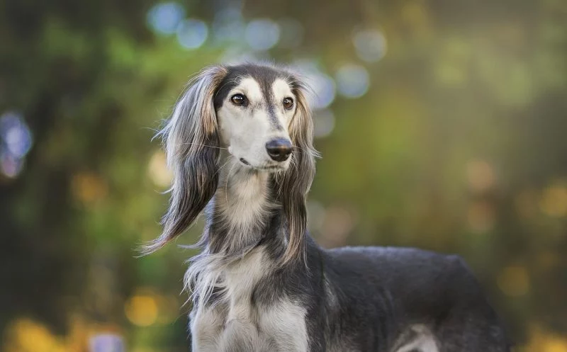 Bandscheibenvorfall beim Hund – 15 typische Symptome, die du kennen solltest
