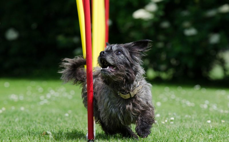 7 wichtige Dinge beim Agility mit kleinen Hunden