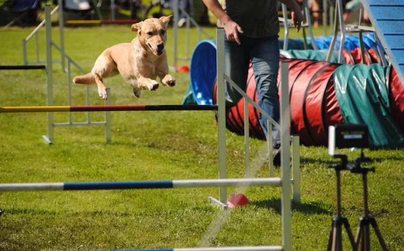 Agility mit großen, schwerfälligen Hunden: Gefahr für die Gesundheit?