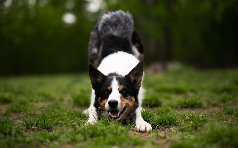 Wirbelsäule beim Hund – Aufbau, Funktion und häufige Probleme
