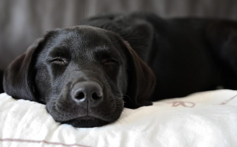 Rückenschmerzen beim Hund – Symptome erkennen und richtig behandeln