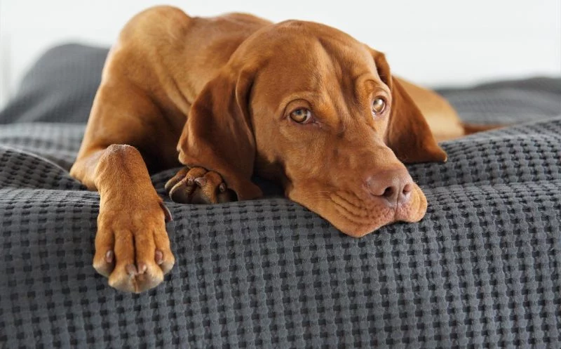 Wenn der Junghund plötzlich humpelt – OCD der Schulter