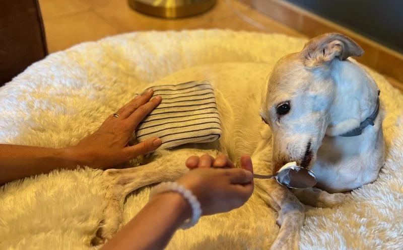 Quarkwickel beim Hund – schneller Notfallhelfer bei Schmerzen und Co.