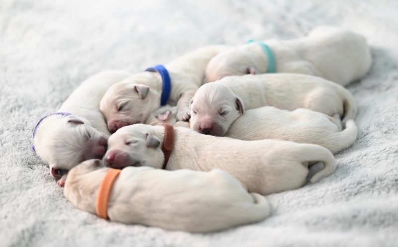 Das Schwimmersyndrom – wenig erforschte Welpenerkrankung