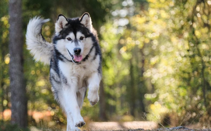 Degility – gesunder und cooler Sport für deinen Hund!