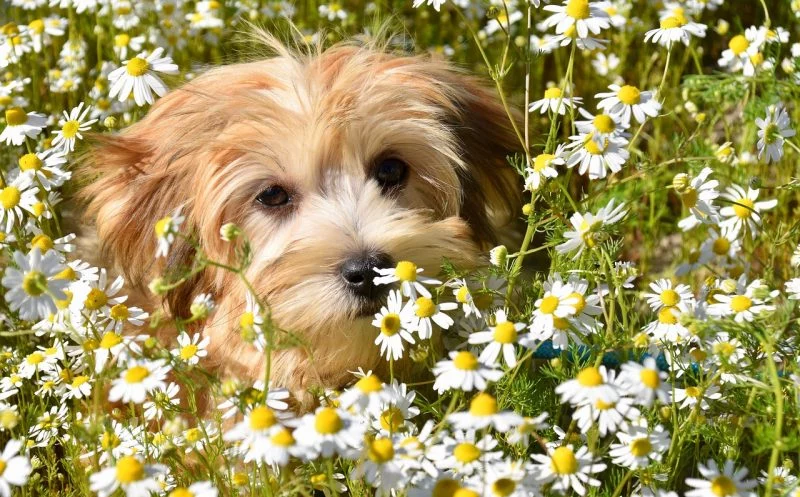 martina flocken - doggy fitness - hundephysio - hundefitness - Cauda-Equina-Kompressionssyndrom beim Hund – 19 Symptome frühzeitig erkennen