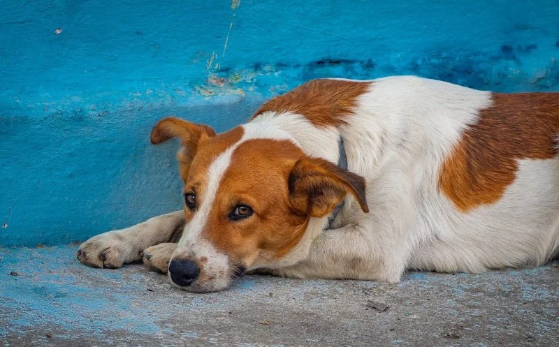 Arthritis beim Hund – Ursachen, Symptome und Behandlungsmöglichkeiten