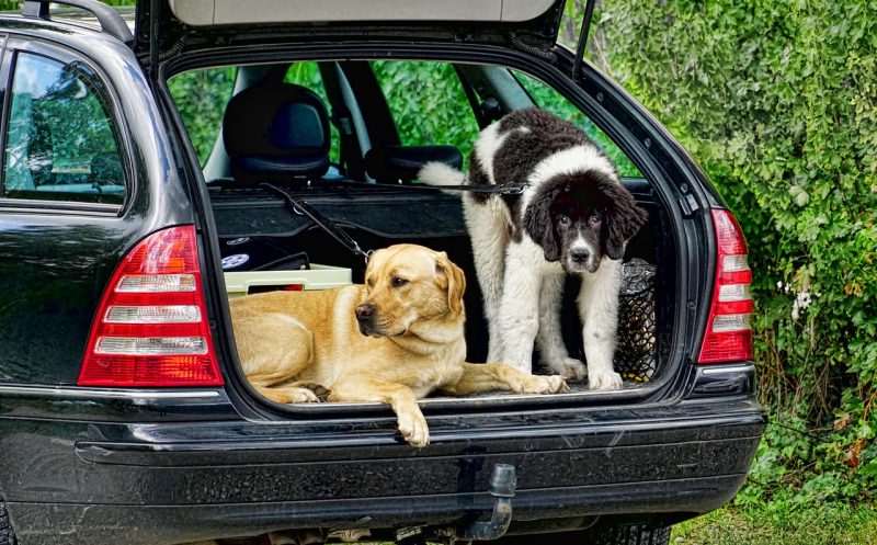 Dein Hund will nicht mehr ins Auto springen? – Das ist kein Trotz!