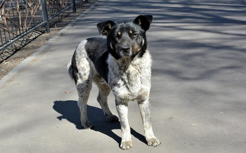 Durchtrittigkeit beim Hund verstehen und richtig behandeln