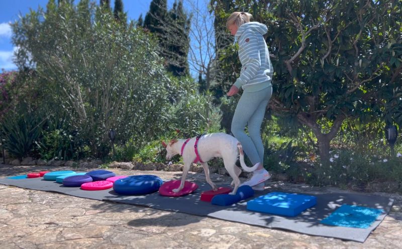 Balancetraining beim Hund – So förderst du Balance und Körpergefühl