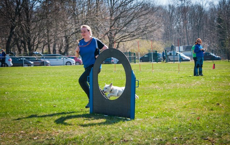 Sport mit älteren Hunden – was du unbedingt beachten solltest
