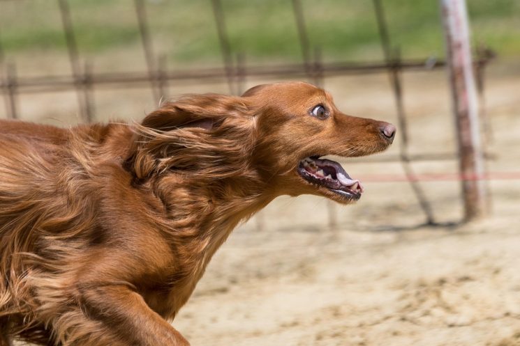 martina flocken - doggy fitness - hundephysio - hundefitness - Konditionstraining für Hunde – gesund und effektiv