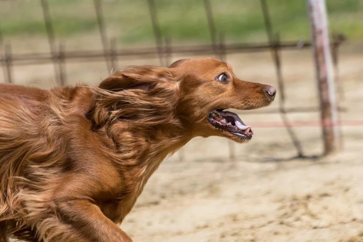 Konditionstraining für Hunde – gesund und effektiv