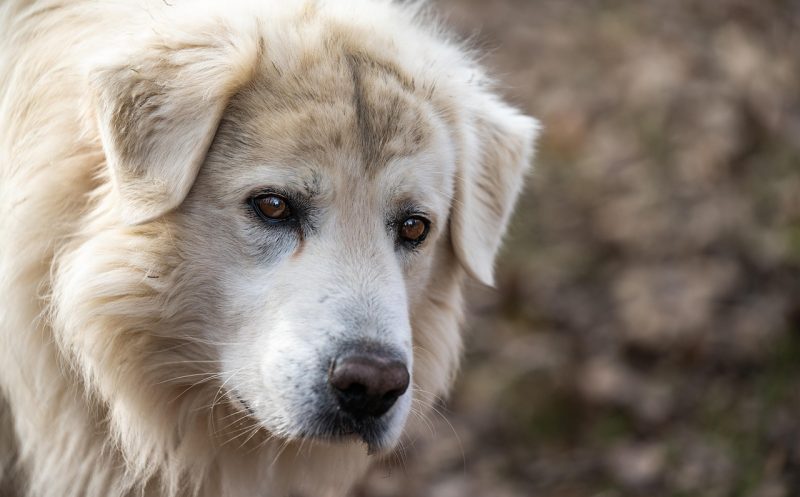 Arthrose beim Hund – die wichtigsten Symptome