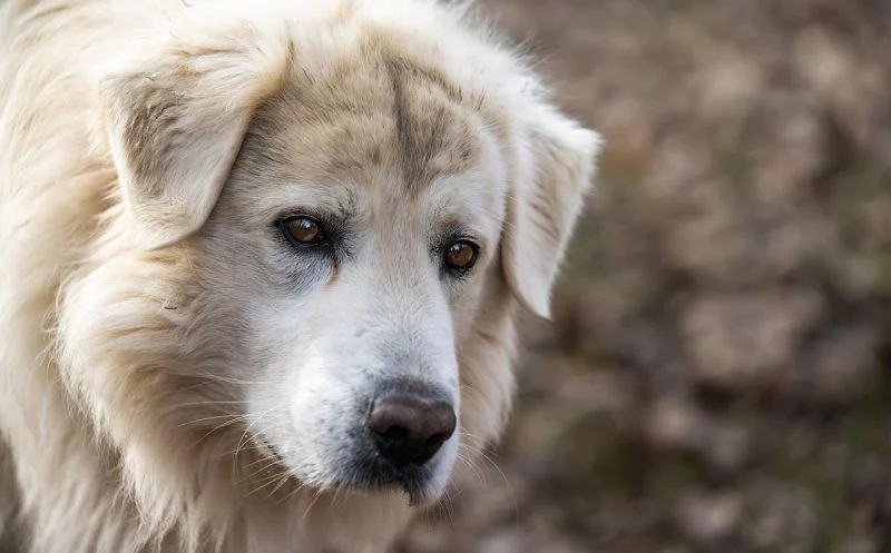 Arthrose beim Hund – die wichtigsten Symptome