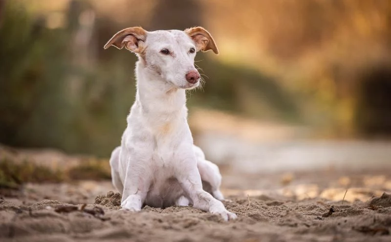 Was passiert, wenn dein Hund alt wird? – wichtige Veränderungen im Hundekörper