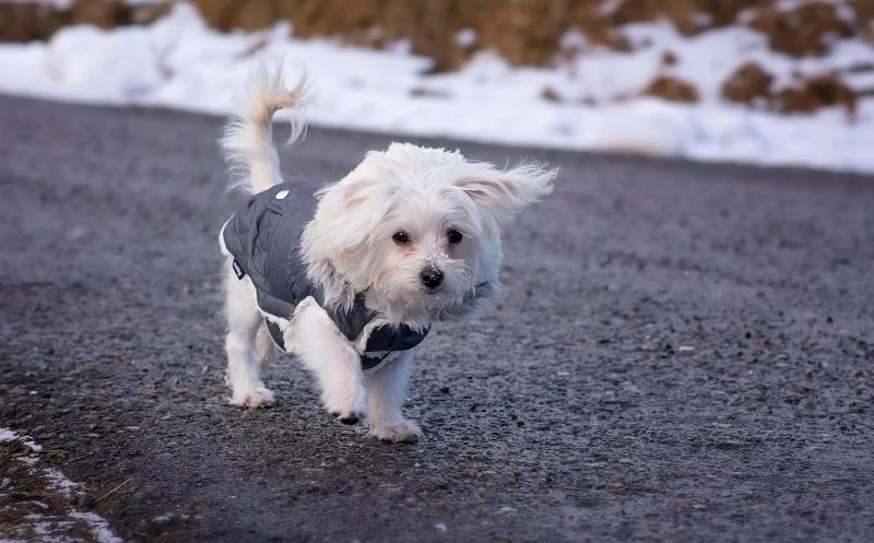 Diese 5 Punkte solltest du bei der Auswahl eines Hundemantels unbedingt beachten